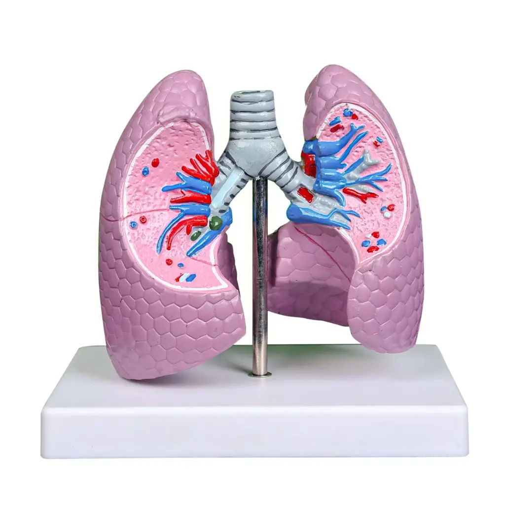Human lungs model
