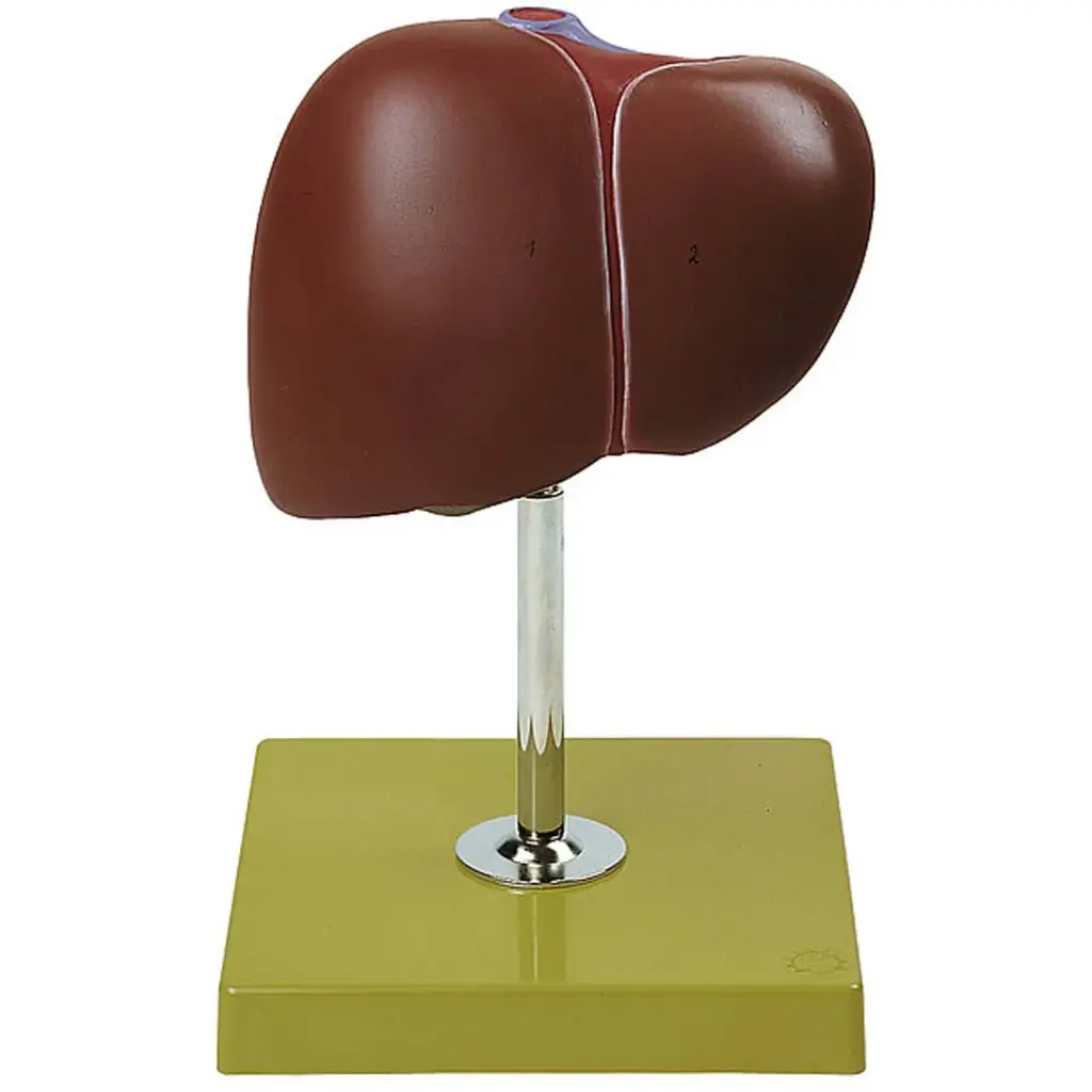 Liver model