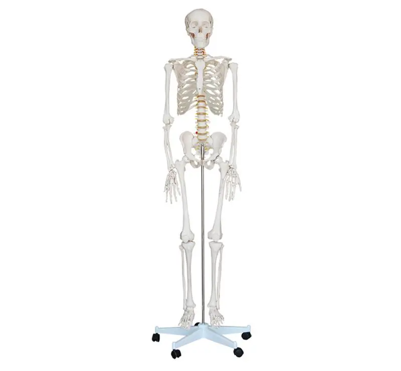 Skeleton Model (Human)
