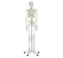 Skeleton Model (Human)