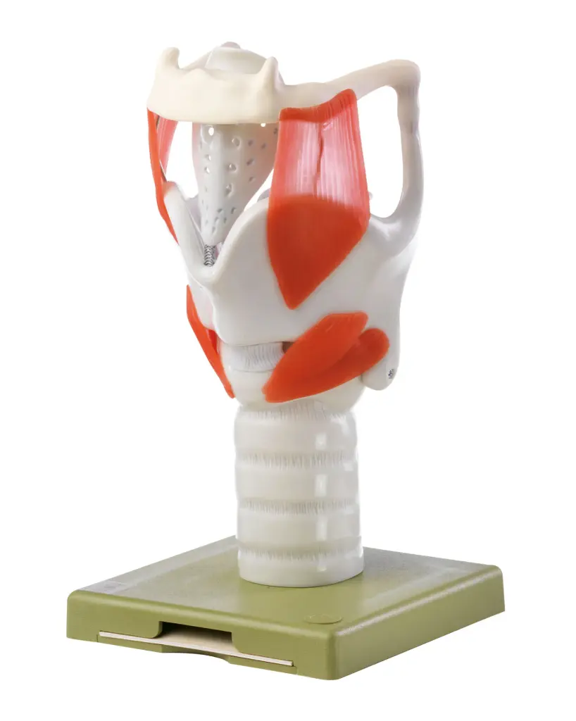 Larynx Model