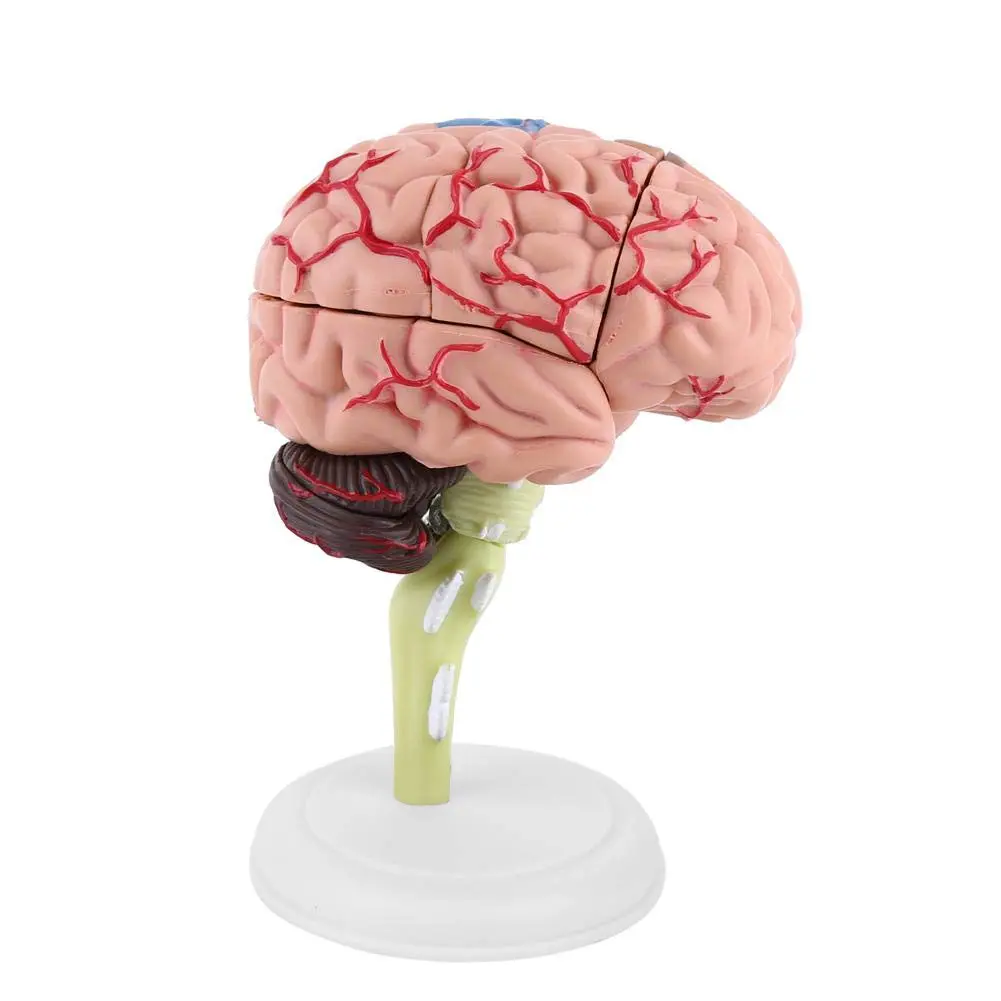 Brain Model