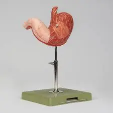 Stomach Model