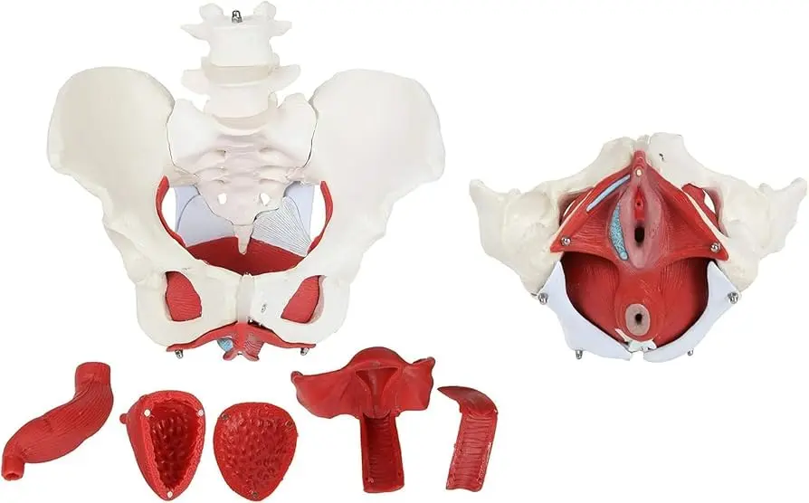 Female Pelvis with organs