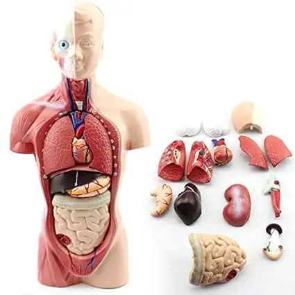 Human Torso (Male)