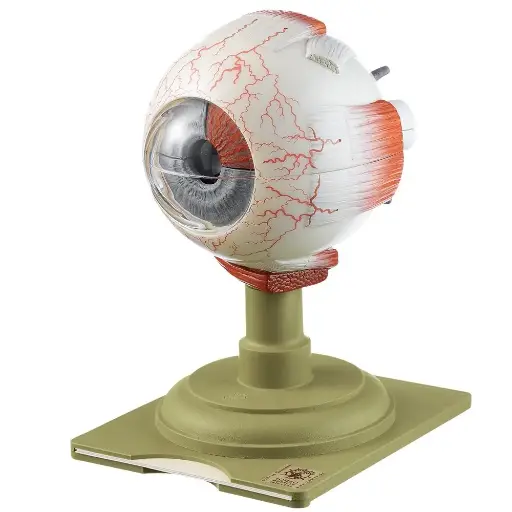 Eye Model