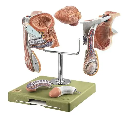 Male Genetal Organ